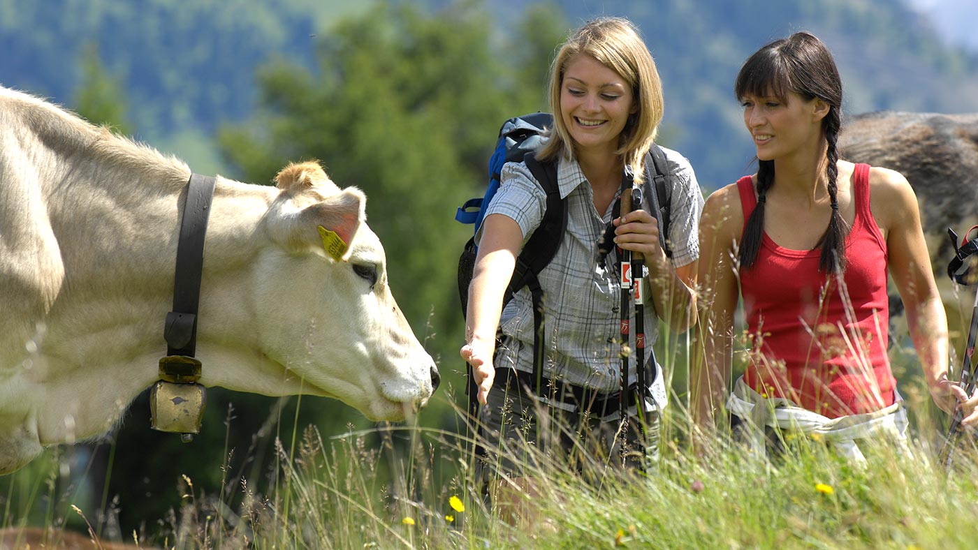 Zwei Freunde, die eine Kuh auf einer Wanderung streicheln